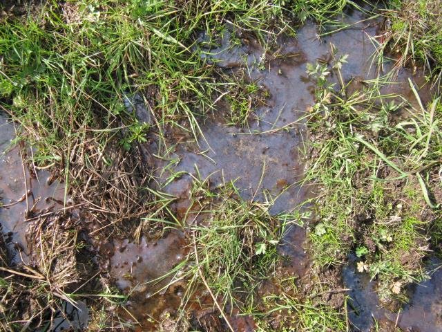 3...and more mud. Cambridge Tree Trust